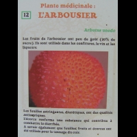 Arbousier - Arbustus unedo (fam. Ericacees)(europe meridionale et atlantique)(04)